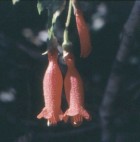 Mitraria coccinea